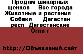 Продам шикарных щенков  - Все города Животные и растения » Собаки   . Дагестан респ.,Дагестанские Огни г.